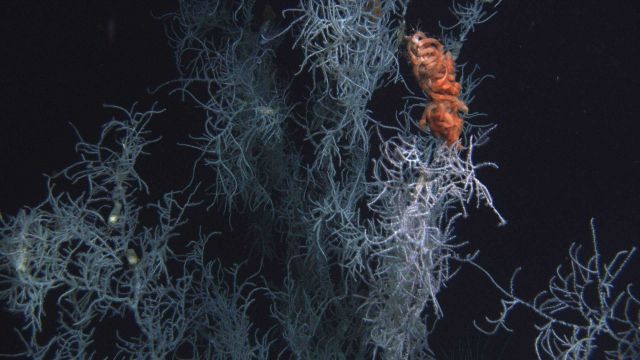 Deep sea coral Picture