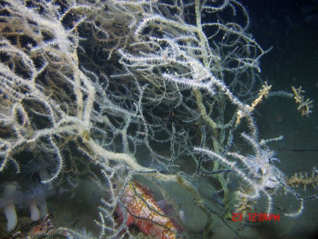 Deep sea coral Picture