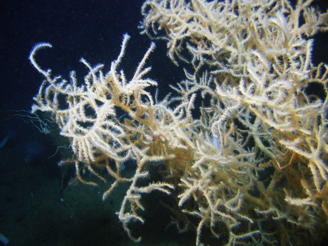 Deep sea coral Picture