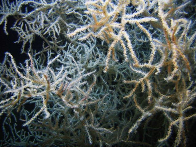 Deep sea coral Picture
