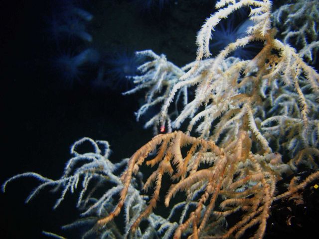 Deep sea coral Picture