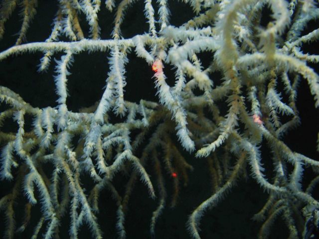 Deep sea coral Picture