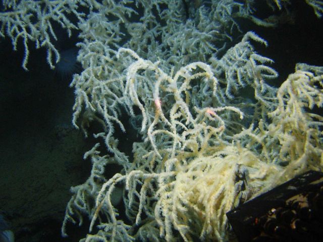 Deep sea coral Picture
