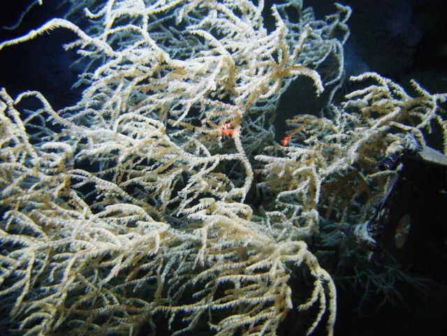 Deep sea coral Picture