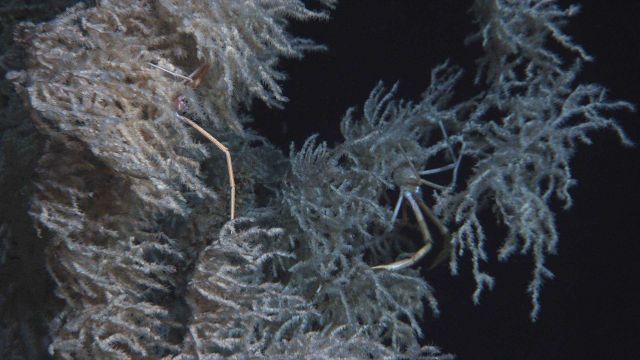 Deep sea coral Picture
