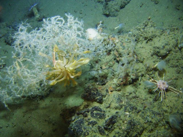 Deep sea coral Picture