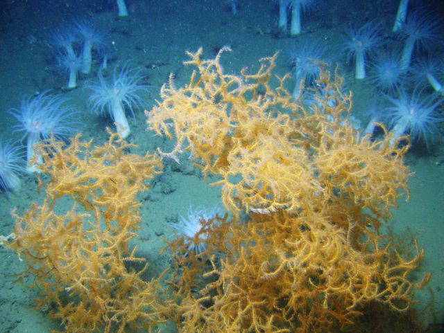 Deep sea coral Picture