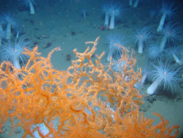 Deep sea coral Picture