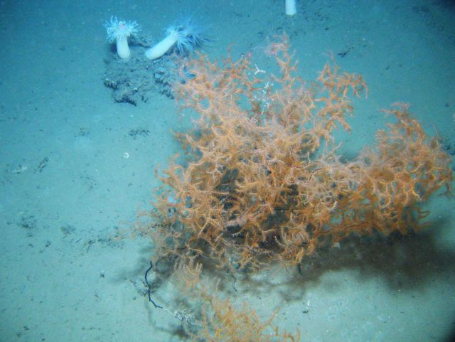 Deep sea coral Picture