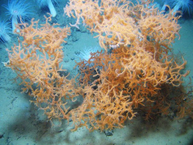 Deep sea coral Picture