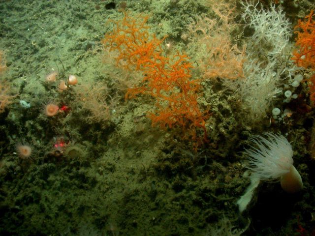 Deep sea coral Picture