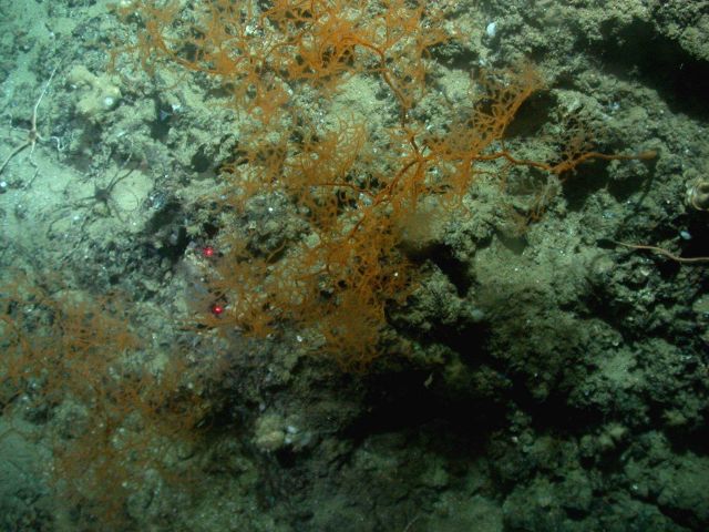 Deep sea coral Picture