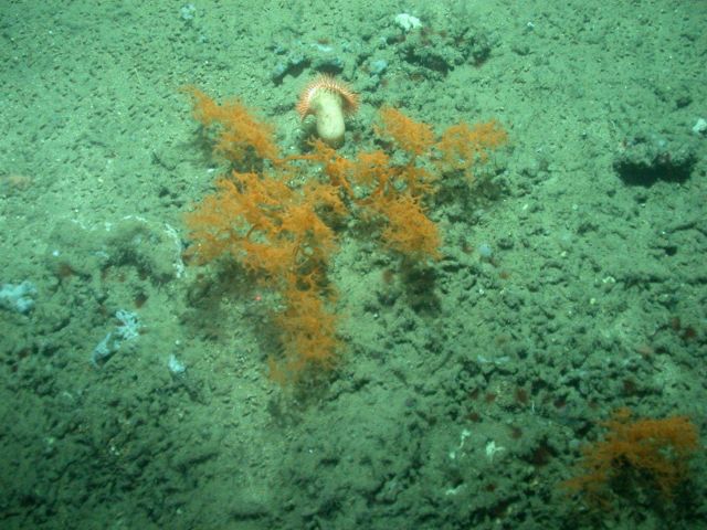 Deep sea coral Picture