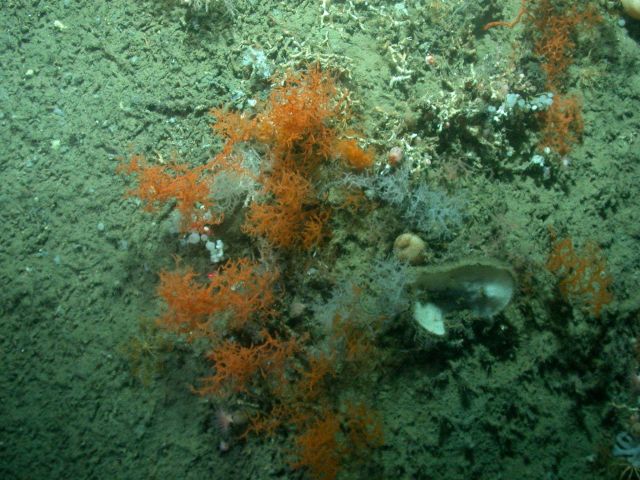 Deep sea coral Picture