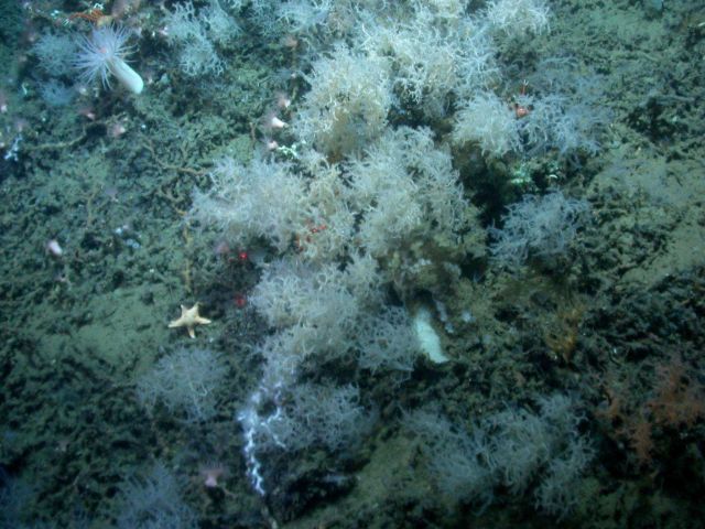 Deep sea coral Picture