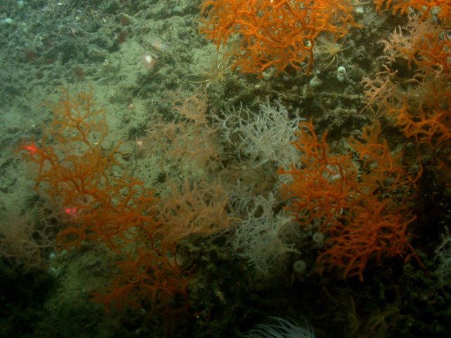 Deep sea coral Picture