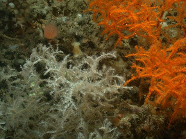 Deep sea coral Picture