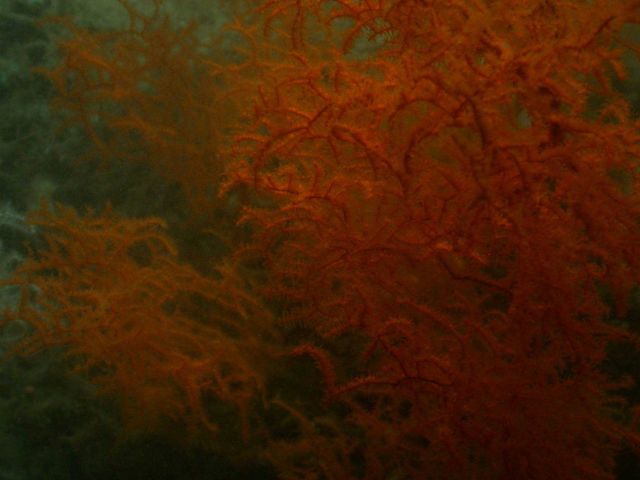 Deep sea coral Picture