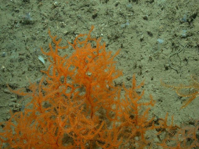 Deep sea coral Picture