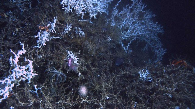 Deep sea coral Picture
