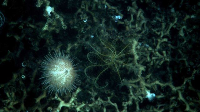 Deep sea coral Picture