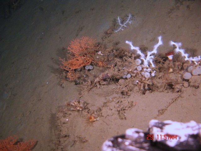 Deep sea coral Picture