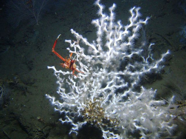 Deep sea coral Picture