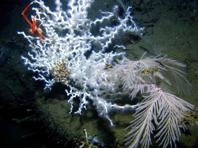 Deep sea coral Picture