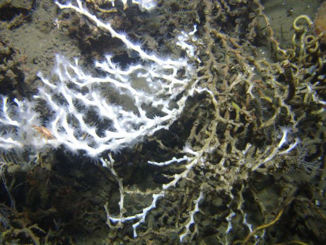 Deep sea coral Picture