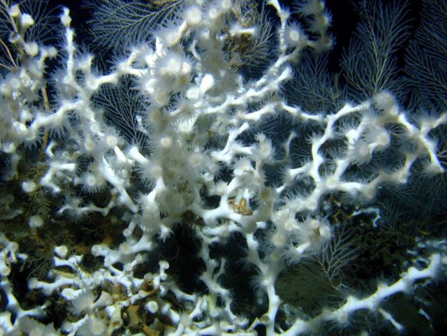 Deep sea coral Picture