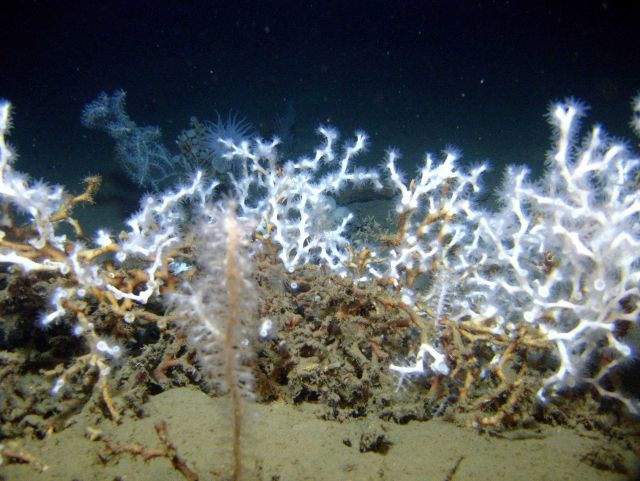 Deep sea coral Picture
