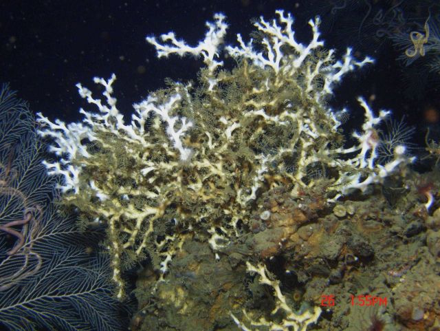 Deep sea coral Picture