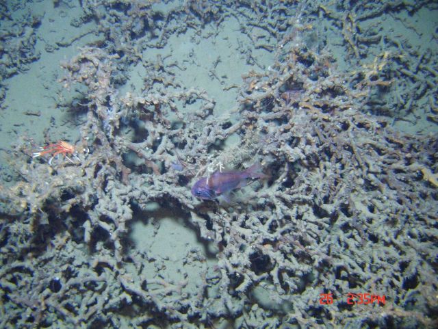 Deep sea coral. Picture