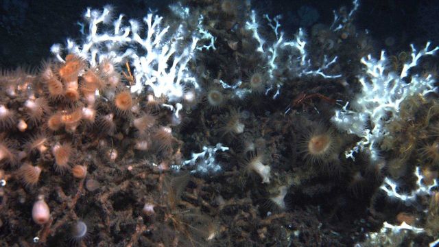 Deep sea coral Picture