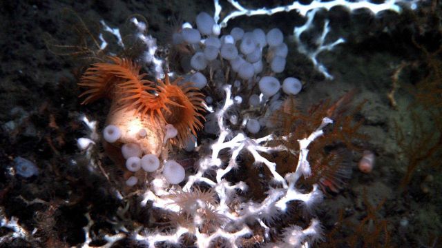Deep sea coral Picture