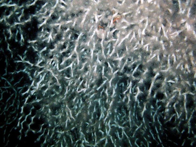 Deep sea coral Picture