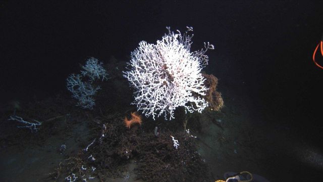 Deep sea coral Picture
