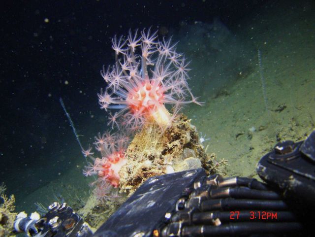 Deep sea coral Picture