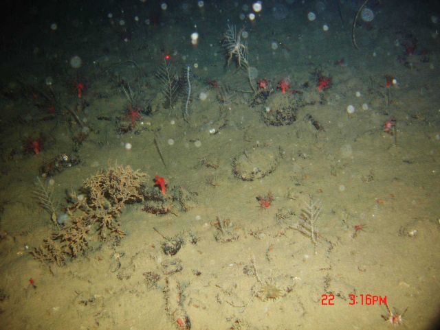 Deep sea coral. Picture