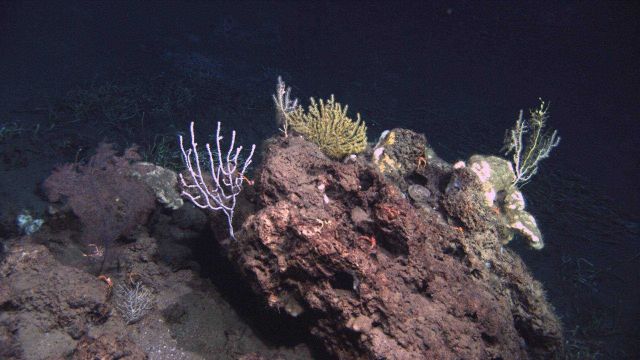 Deep sea coral. Picture