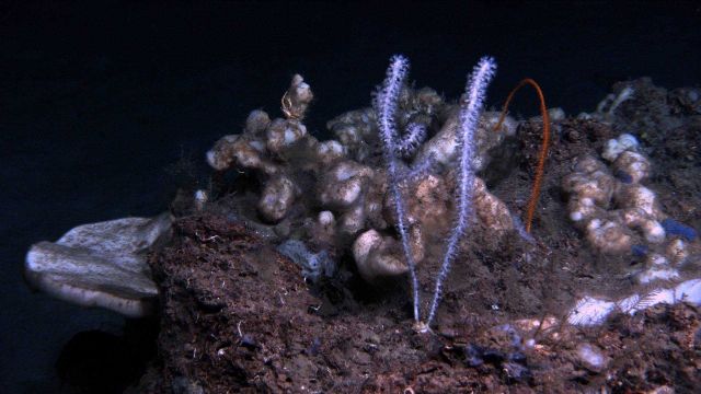 Deep sea coral. Picture