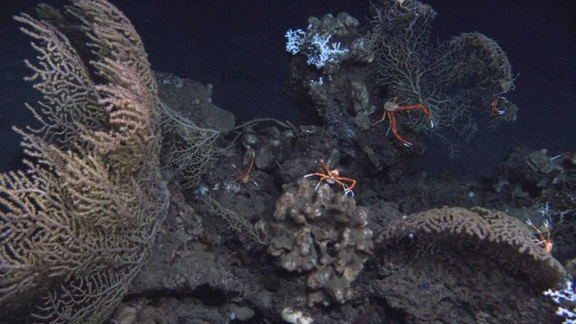 Deep sea coral. Picture