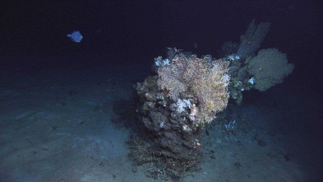 Deep sea coral. Picture