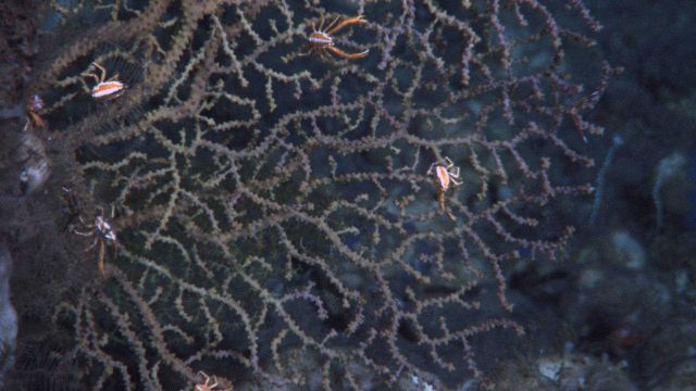 Deep sea coral. Picture