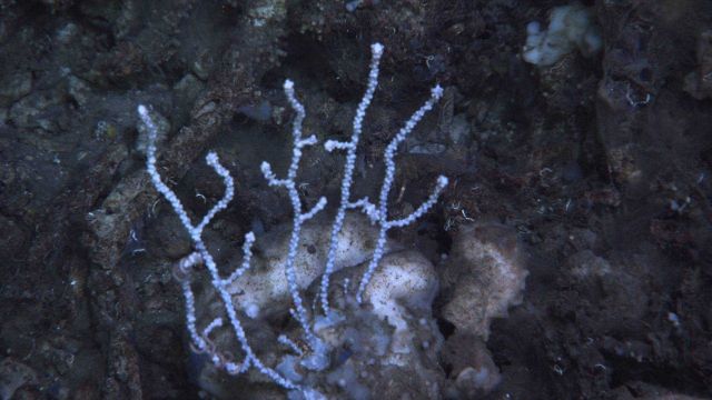 Deep sea coral. Picture
