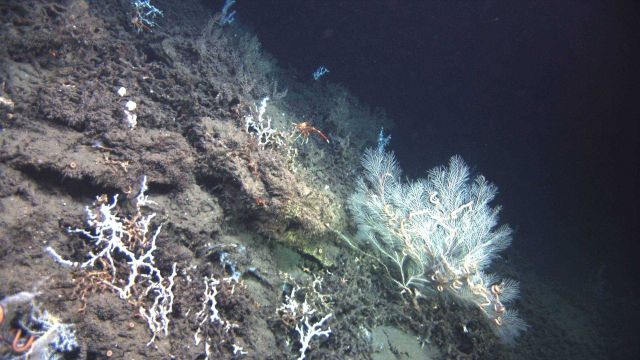 Deep sea coral. Picture