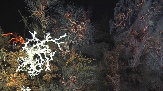 Deep sea coral. Picture