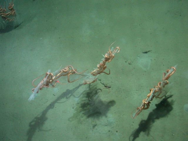 Deep sea coral. Picture