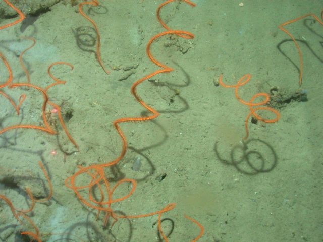 Deep sea coral Picture