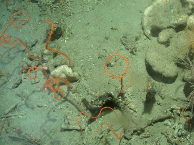 Deep sea coral Picture